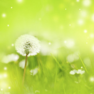 dandelion