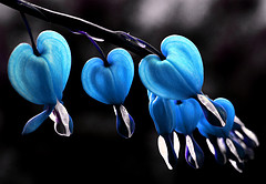 BleedingHearts in Blue Free Creative Commons